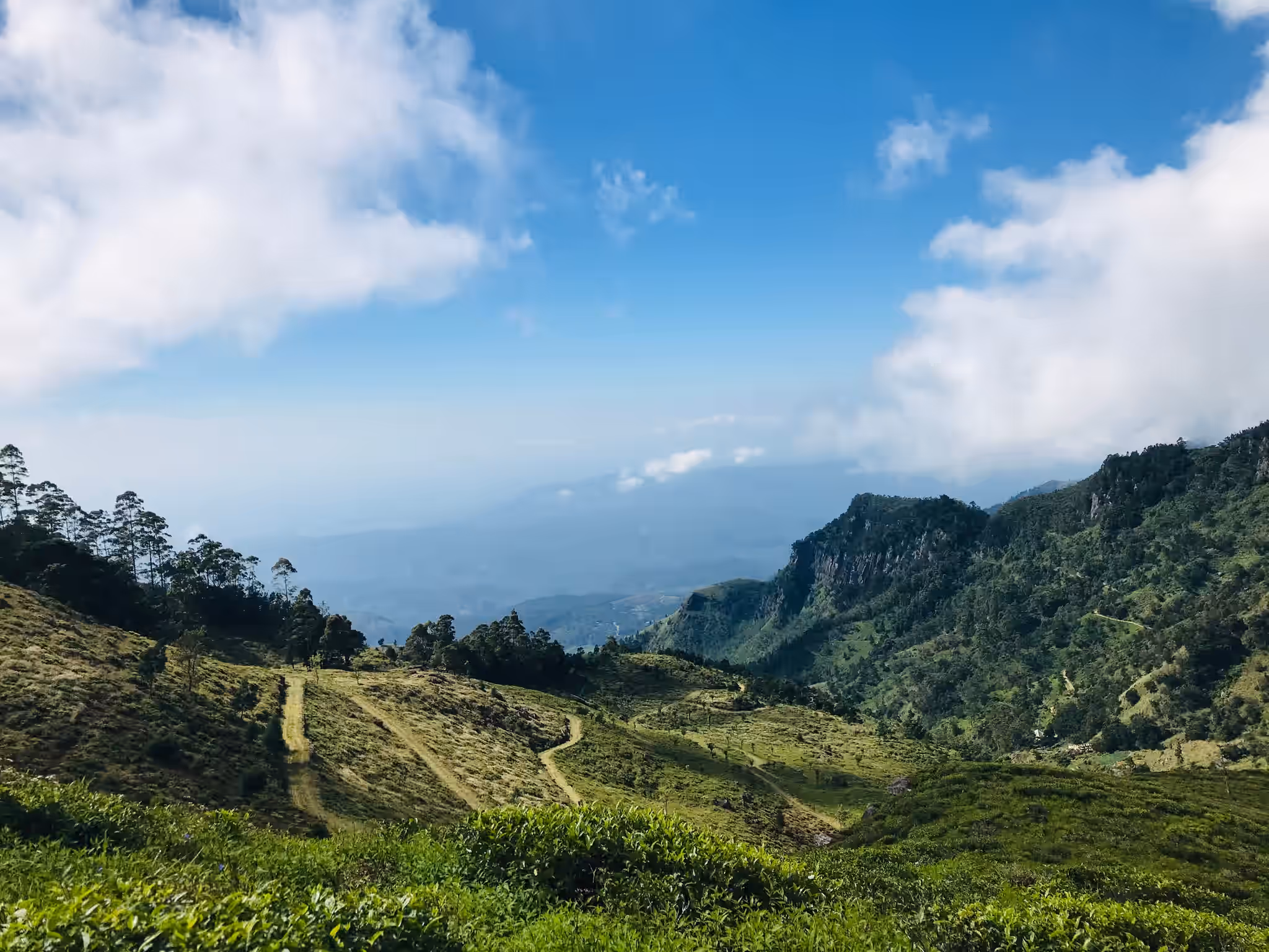 Ohiya